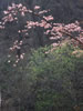 札幌の桜遊び、円山婦人
