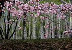 札幌の桜遊び、白樺林
