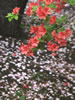 札幌の桜遊び、椿も咲く頃