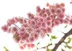 札幌の桜遊び、しだれ爛漫