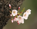 札幌の桜遊び、仄かに咲く