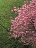 札幌の桜遊び、競う色