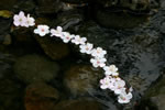 札幌の桜遊び、堰停め桜