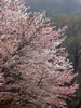 札幌の桜遊び、円山のボス