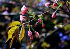 札幌の桜遊び、葉桜妖艶