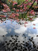 札幌の桜遊び、池化粧