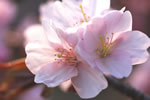 札幌の桜遊び、花ちゃん