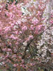 札幌の桜遊び、森の競演