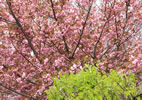 札幌の桜遊び、二つの色