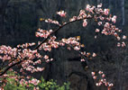 札幌の桜遊び、北国の姫