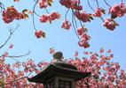 札幌の桜遊び、宮代桜
