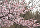 札幌の桜遊び、さくら、桜