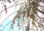 札幌の桜遊び、仰角しだれ