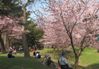 札幌の桜遊び、花見公園