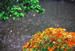 北国の雨風景、驟雨