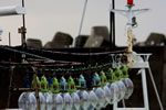 北海道の漁港風景、積丹イカ船