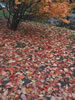 道庁の庭に遊ぶ、葉桜の絨毯
