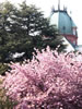 道庁の庭に遊ぶ、象徴桜
