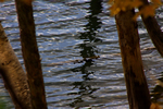 落合ダムの水景色、覗く湖面