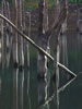 落合ダムの水景色、斜倒木