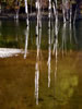 落合ダムの水景色、老いて白樺