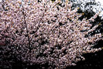 札幌の花遊び、夕桜