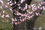 札幌の花遊び、三分咲き