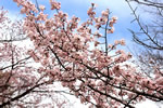 札幌の花遊び、晴れ模様