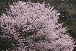 札幌の花遊び、山桜