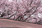 札幌の花遊び、赤い屋根