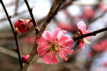 札幌の花遊び、梅開花