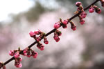 札幌の花遊び、梅光る