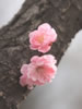 札幌の花遊び、夢開く