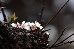 札幌の花遊び、暮色梅