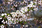 札幌の花遊び、窓から