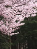 札幌の花遊び、森の威厳
