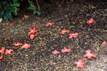 札幌の花遊び、早椿