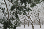 札幌冬物語、冬色