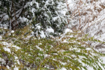札幌冬物語、３色の冬