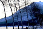 支笏湖　残冬物語、湖畔並木
