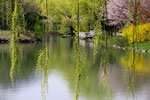 さくら、さくら、中島公園