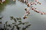 さくら、さくら、豊平公園