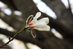 札幌の花遊び２、　　　　　