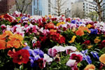 札幌の花遊び２、　　　　　