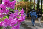 札幌の花遊び２、　　　　　