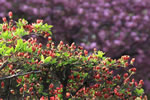 札幌の花遊び２、　　　　　