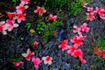 札幌の花遊び２、　　　　　