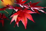 紅桜公園の秋、秋日