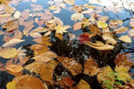 紅桜公園の秋、秋彷徨う