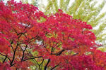 紅桜公園の秋、競演